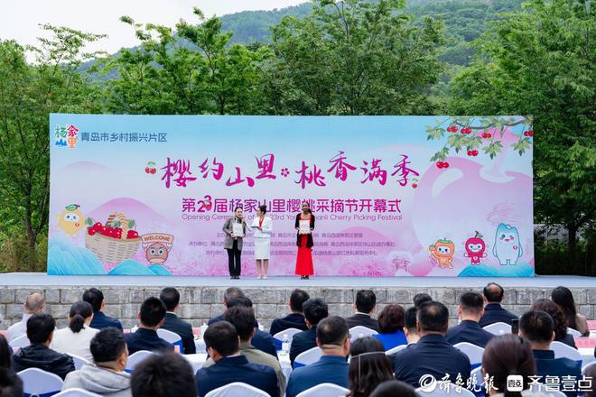持续到6月中旬！杨家山里青岛市乡村振兴片区樱桃采摘节开幕
